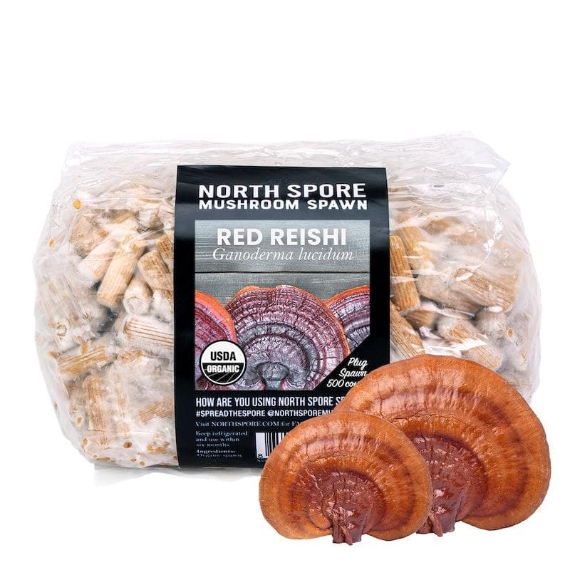 Reishi mushroom